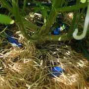 outdoor grow NRW '26