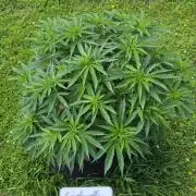 outdoor grow NRW '26