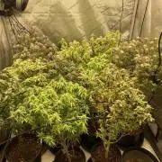 ZAK (Too Much Zkittlez x Zushi) x Gak