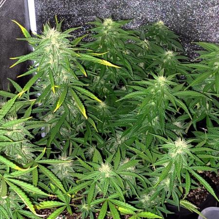 AUTO XXL BSF Rainbows & Pineapple Larry