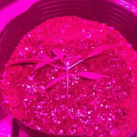 AUTO XXL BSF Rainbows & Pineapple Larry