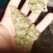 AUTO XXL BSF Rainbows & Pineapple Larry