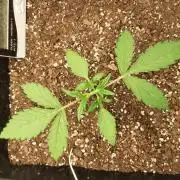 Tay - Blueberry XXL - New growlight!