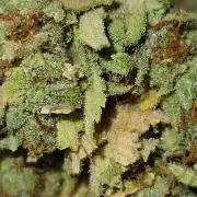 AUTO Lush Ice | My first ever grow!