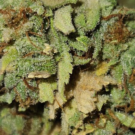 AUTO Lush Ice | My first ever grow!