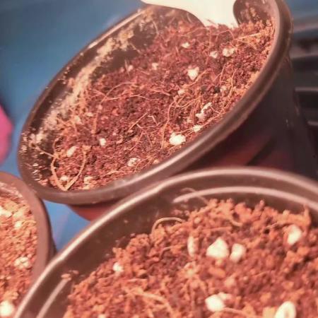 My first grows