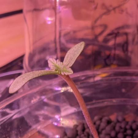 Jack herer Autoflower
