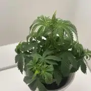 Sour Diesel