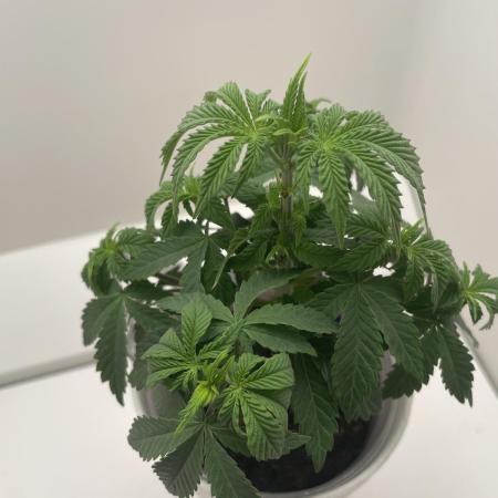 Sour Diesel