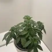 Northern Lights