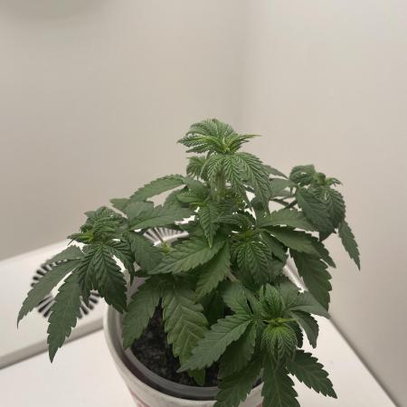 Northern Lights