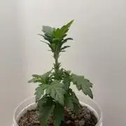 Super Silver Haze
