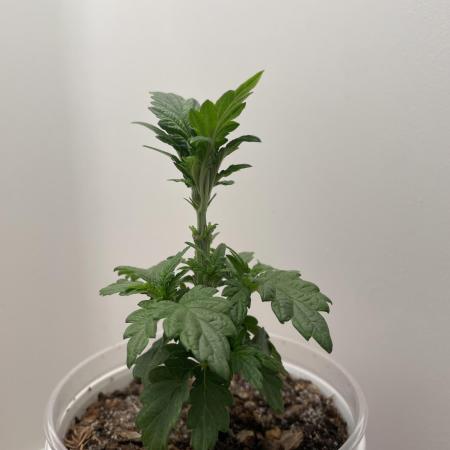 Super Silver Haze