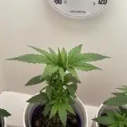 White Widow