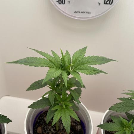 White Widow