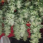 Pineapple Express (Auto)