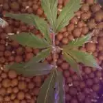 Girl Scout Cookies