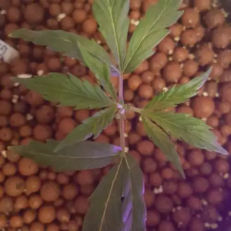 Girl Scout Cookies