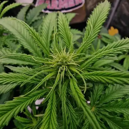 Cinderella Jack (auto)