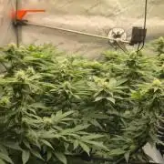 Frozen Biscotti x Wedding Cake