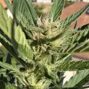 Skunk Sandwich - First grow !