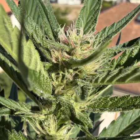 Skunk Sandwich - First grow !
