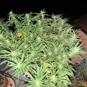 Skunk Sandwich - First grow !