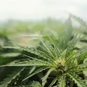 Skunk Sandwich - First grow !