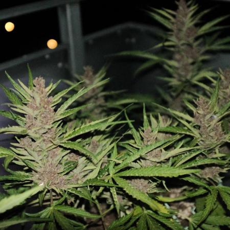 Skunk Sandwich - First grow !