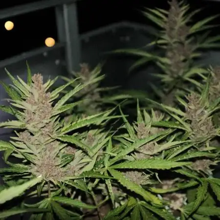 Skunk Sandwich - First grow !