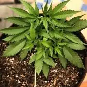 Skunk Sandwich - First grow !