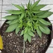Skunk Sandwich - First grow !