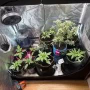 Firecracker grows