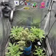 Firecracker grows