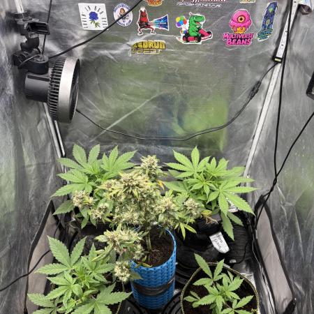 Firecracker grows