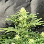 Critical mass a Mango Cream Regular