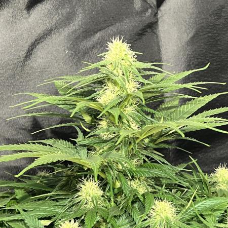 Critical mass a Mango Cream Regular