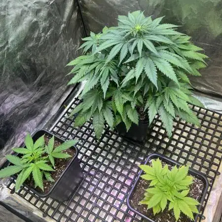 Critical mass a Mango Cream Regular