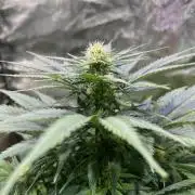 Critical mass a Mango Cream Regular