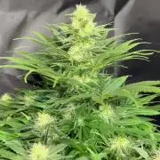 Critical mass a Mango Cream Regular