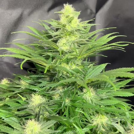 Critical mass a Mango Cream Regular