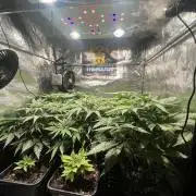 Critical mass a Mango Cream Regular