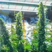 Trying to grow a Legend - Power Plant