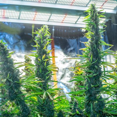Trying to grow a Legend - Power Plant