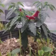 Royal Moby - Royal Queen Seeds