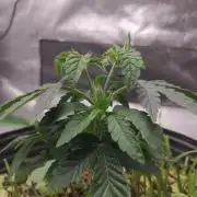 Royal Moby - Royal Queen Seeds