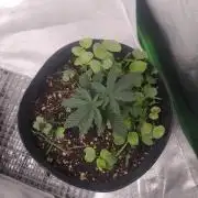 Royal Moby - Royal Queen Seeds