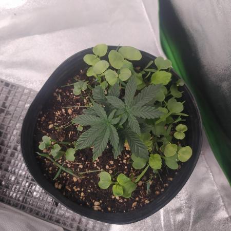 Royal Moby - Royal Queen Seeds