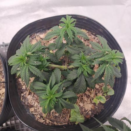Royal Moby - Royal Queen Seeds