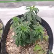 Royal Moby - Royal Queen Seeds